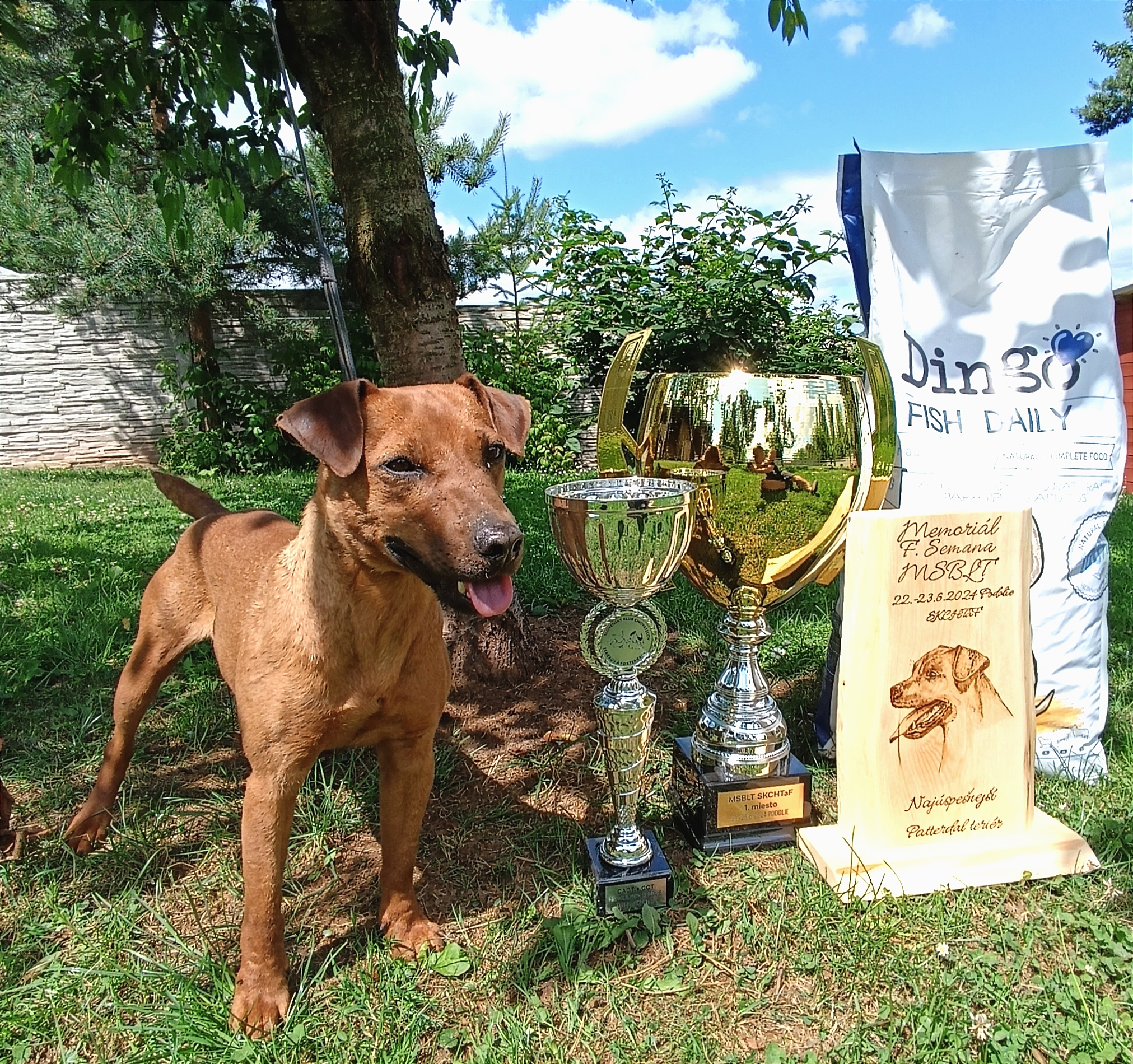 Mimořádný úspěch české patterdale teriérky