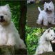 Bonie My white Angel