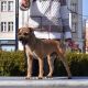 Force Fido Psi Mysteria