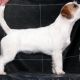 Chicca di Armonia Canina