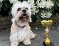 Just Winner z Roxburku Sun