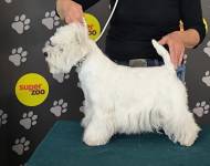 Roxanne Rock Astra Alba