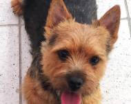 Trish Lett Terry-Westie