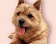 Unique Ryss Terry-Westie