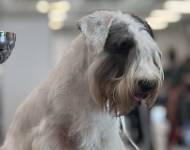 Patatina Salentina Mio Sogno Primaverile