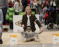 Fata Morgana Dandie z Minic