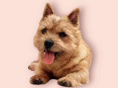 Unique Ryss Terry-Westie