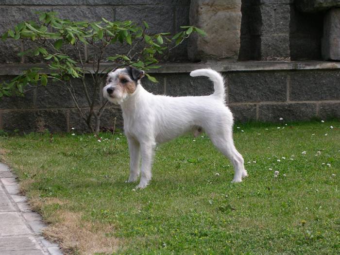 Frodo Černý faun