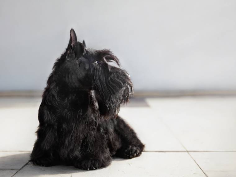 Stretbogi Black Sapphire