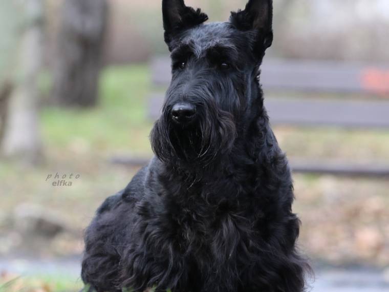 Stretbogi Black Sapphire