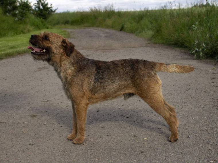Brus Viribus