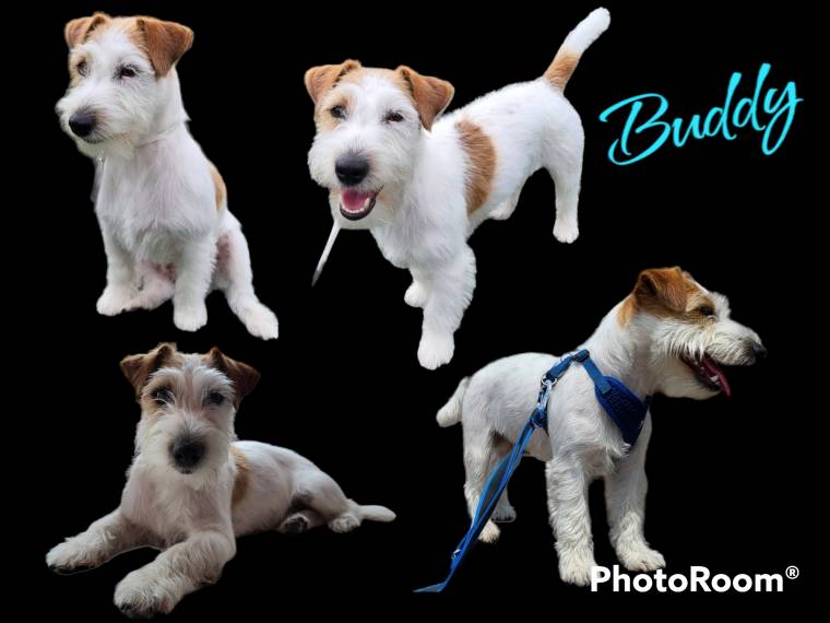 Buddy Aravanci