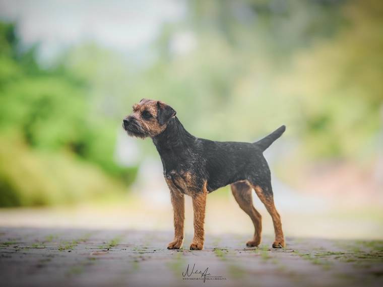 Besky LenMarlenn