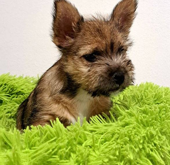 Vrh B Plusch angel