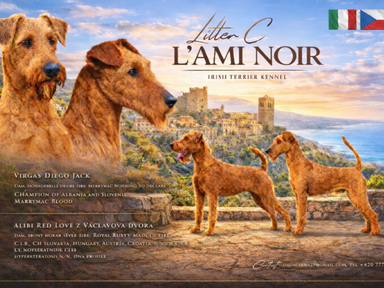 Vrh C L'Ami Noir